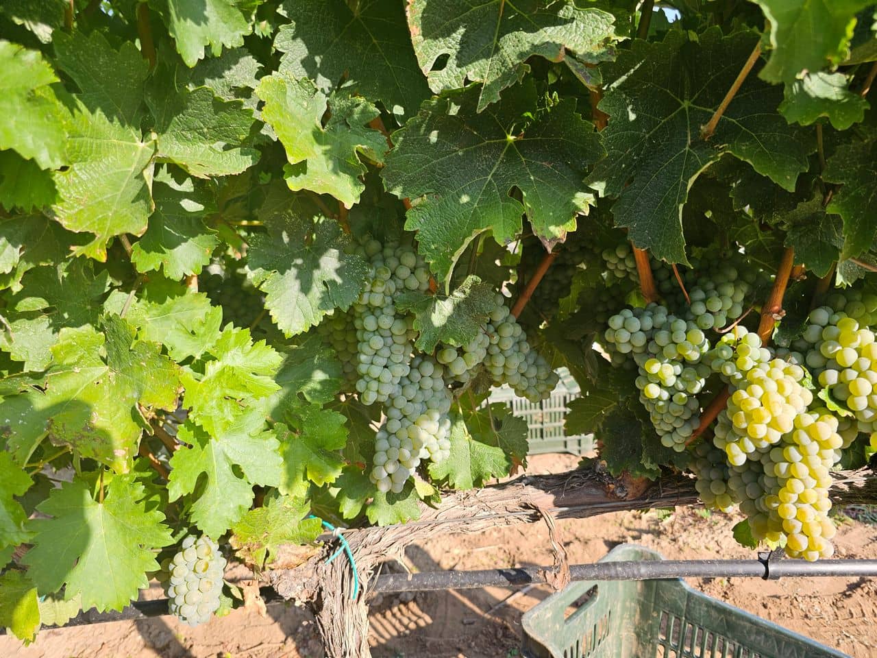 Ας γνωριστούμε